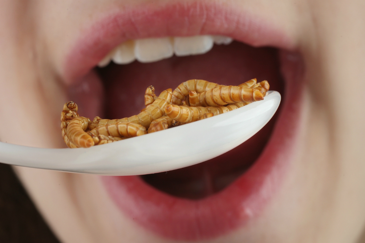 Munching on Mealworms: The Next Meat-Alternative Snack?