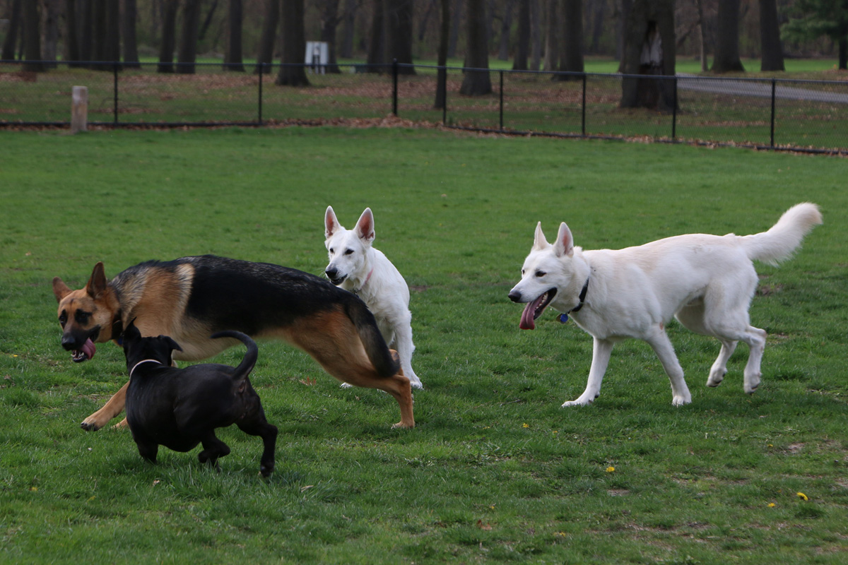 Portage Dog Park at Woodland Park is a Great Place for Dogs!